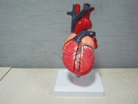 Heart Pharmaceutical and Anatomical Model Gifts